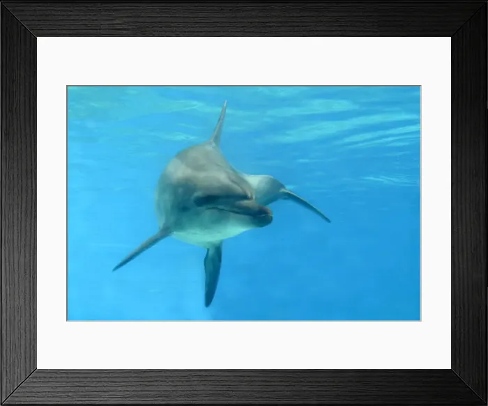 Framed Print : Indian Ocean Bottlenose Dophin - underwater Framed Print : Indian Ocean Bottlenose Dophin - underwater