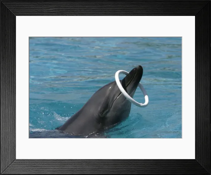 Framed Print : Indian Ocean Bottlenose Dophin - with ring around nose Framed Print : Indian Ocean Bottlenose Dophin - with ring around nose