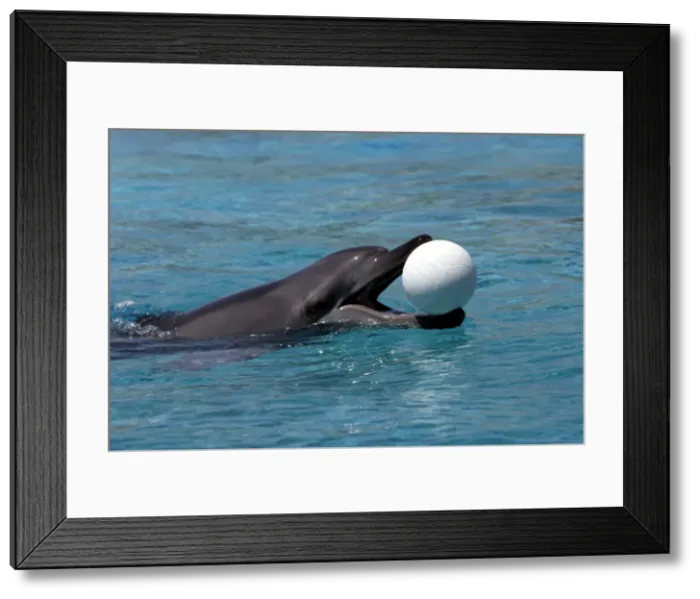 Framed Print : Indian Ocean Bottlenose Dophin - with ball in mouth Framed Print : Indian Ocean Bottlenose Dophin - with ball in mouth