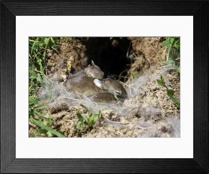 Framed Print : European Rabbit - babies - 12 days old Framed Print : European Rabbit - babies - 12 days old