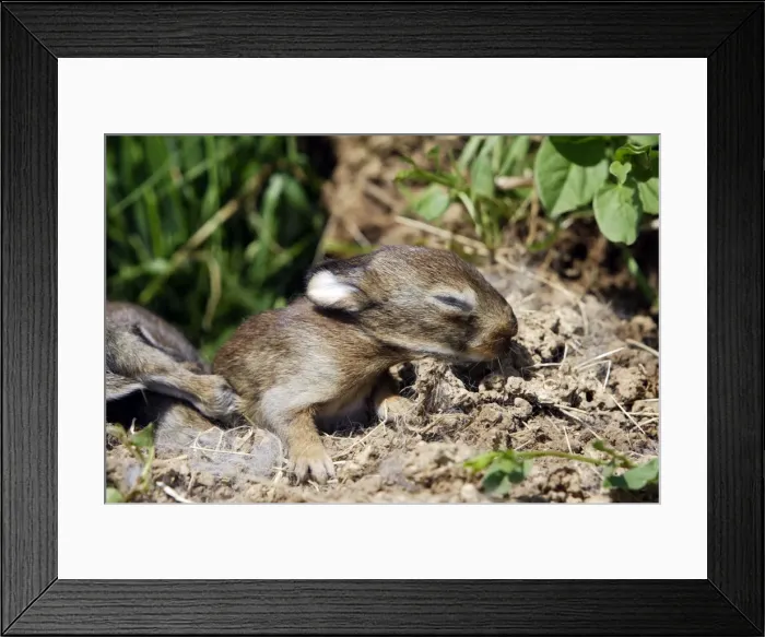 Framed Print : European Rabbit - babies - 12 days old Framed Print : European Rabbit - babies - 12 days old