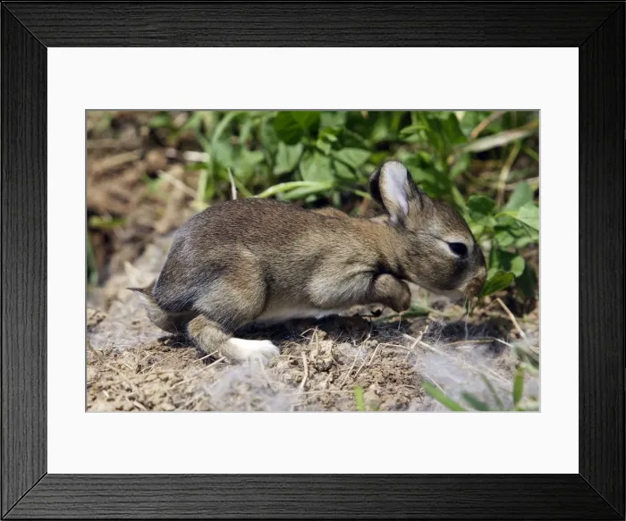 Framed Print : European Rabbit - baby - 12 days old Framed Print : European Rabbit - baby - 12 days old