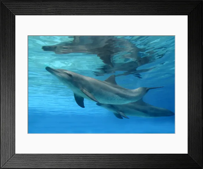 Framed Print : Bottlenose Dolphin - Swimming underwater Framed Print : Bottlenose Dolphin - Swimming underwater