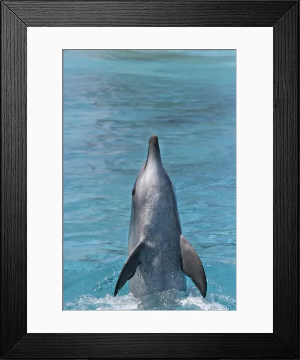 Framed Print : Bottlenose Dolphin - With head and body out of water Framed Print : Bottlenose Dolphin - With head and body out of water