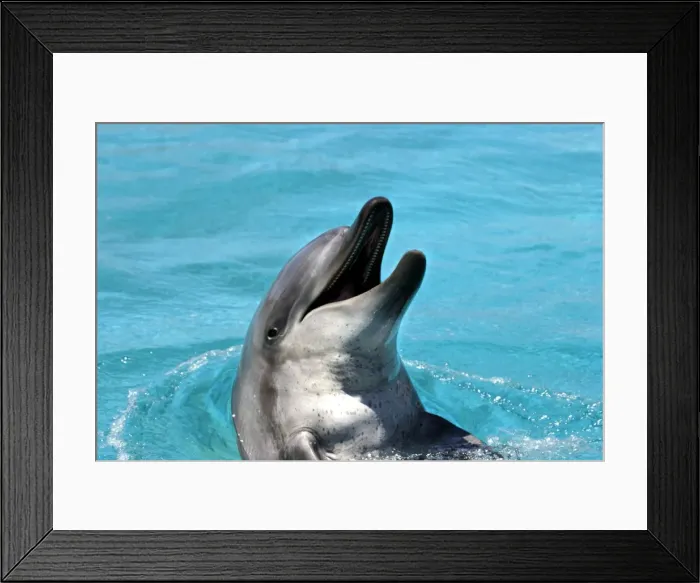 Framed Print : Bottlenose Dolphin - With head out of water and mouth open Framed Print : Bottlenose Dolphin - With head out of water and mouth open