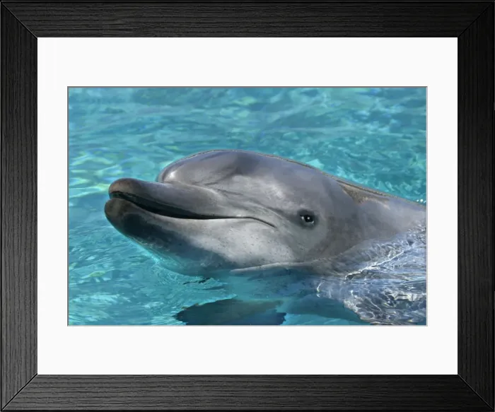 Framed Print : Bottlenose Dolphin - With head out of water Framed Print : Bottlenose Dolphin - With head out of water