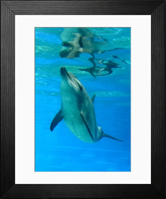 Framed Print : Bottlenose Dolphin - Swimming underwater Framed Print : Bottlenose Dolphin - Swimming underwater