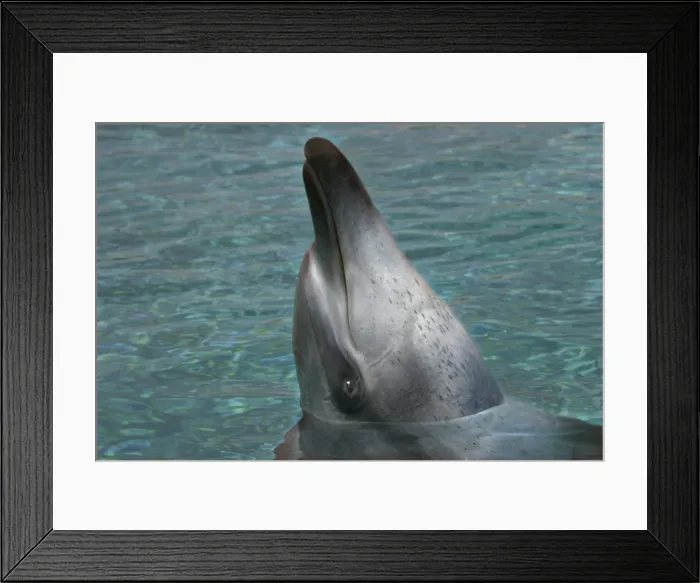 Framed Print : Bottlenose Dolphin - With head out of water Framed Print : Bottlenose Dolphin - With head out of water
