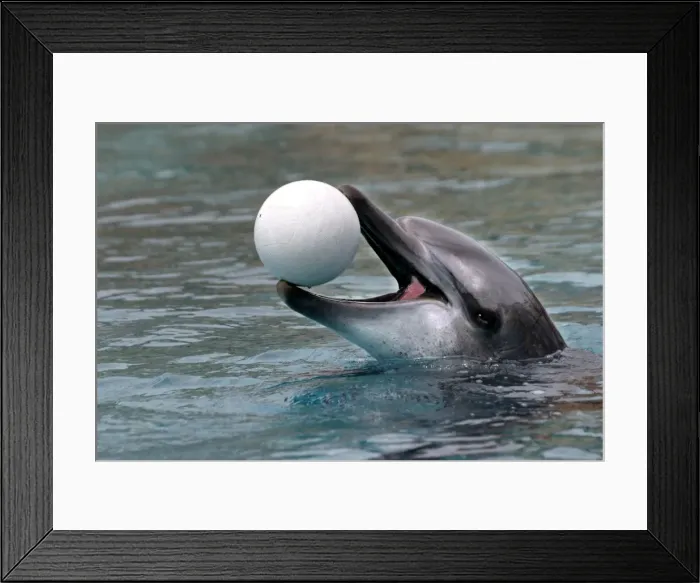 Framed Print : Bottlenose Dolphin - With head out of water and ball in mouth Framed Print : Bottlenose Dolphin - With head out of water and ball in mouth