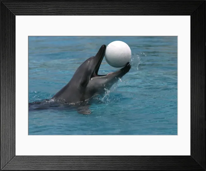 Framed Print : Bottlenose Dolphin - With head out of water and ball in mouth Framed Print : Bottlenose Dolphin - With head out of water and ball in mouth