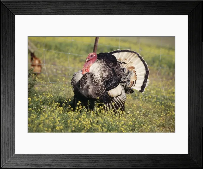 Framed Print : Domestic Turkey Framed Print : Domestic Turkey