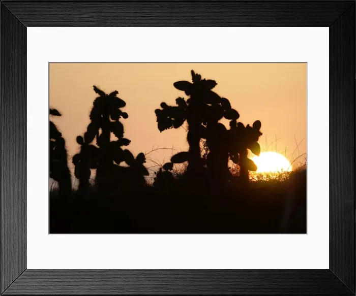 Framed Print : Prickly pear Cactus. Santa Cruz Island. Cerro Dragon. Galapagos Islands Framed Print : Prickly pear Cactus. Santa Cruz Island. Cerro Dragon. Galapagos Islands