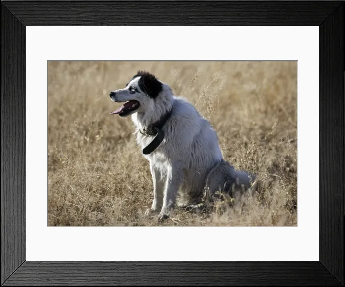 Framed Print : Border coolie Framed Print : Border coolie