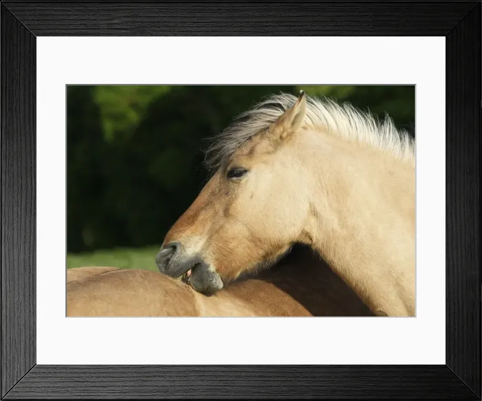 Framed Print : Henson's horse Framed Print : Henson's horse