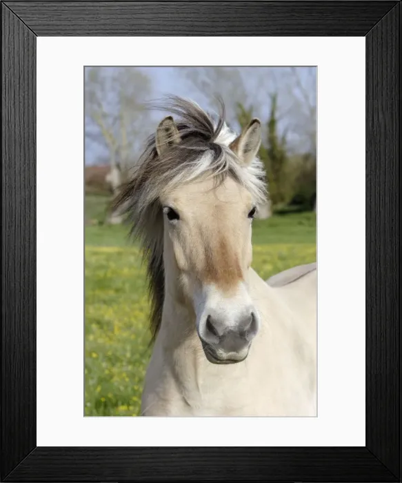 Framed Print : Henson's horse Framed Print : Henson's horse