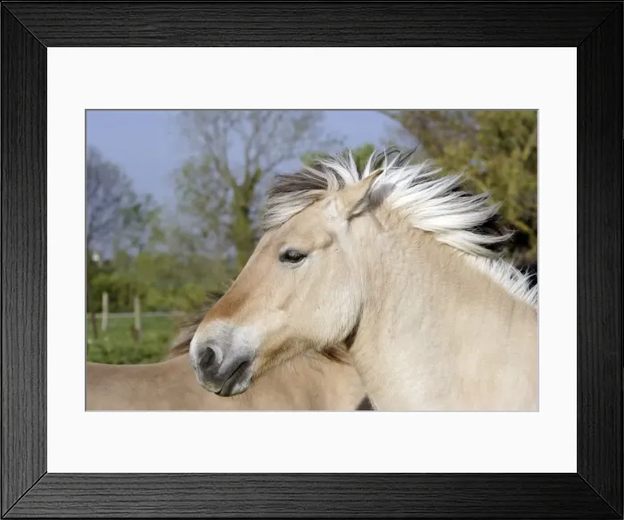 Framed Print : Henson's horse Framed Print : Henson's horse