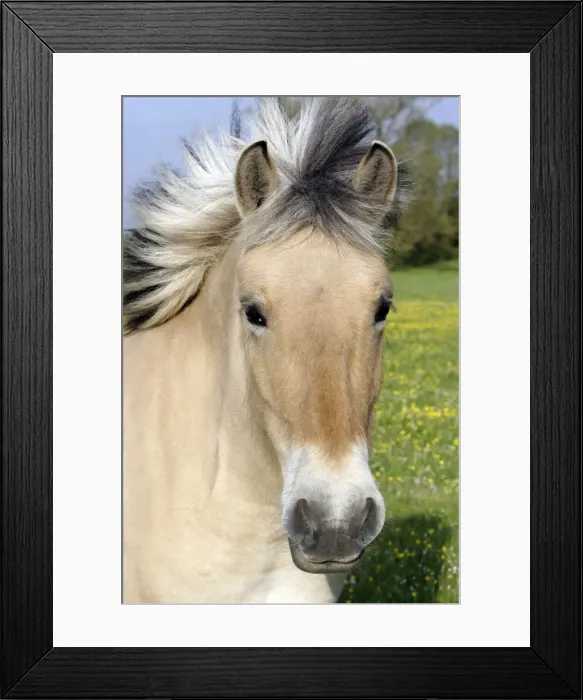 Framed Print : Henson's horse Framed Print : Henson's horse