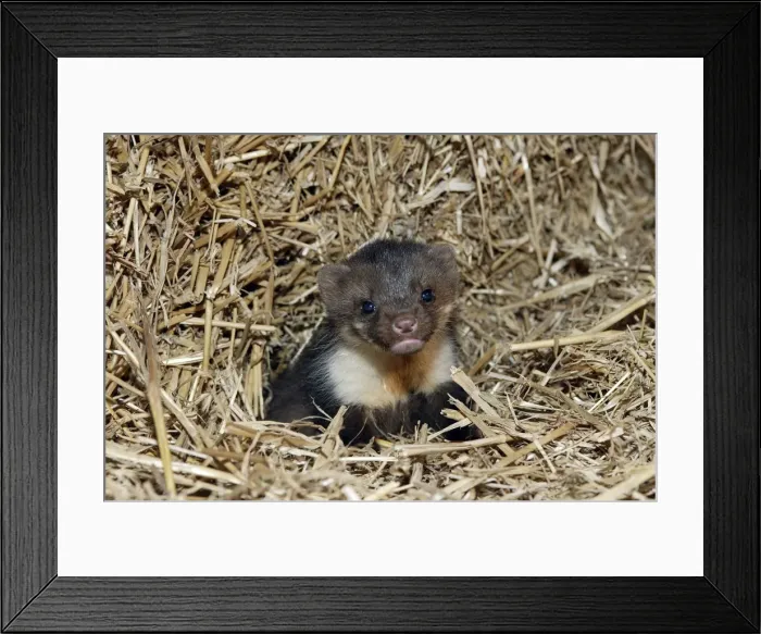 Framed Print : Beech Marten; (Stone Marten). 5 weeks old Framed Print : Beech Marten; (Stone Marten). 5 weeks old