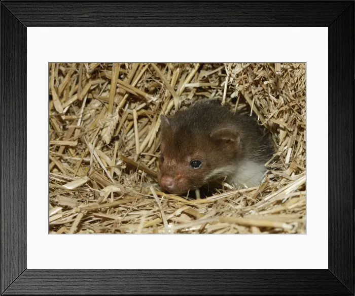 Framed Print : Beech Marten; (Stone Marten). 5 weeks old Framed Print : Beech Marten; (Stone Marten). 5 weeks old