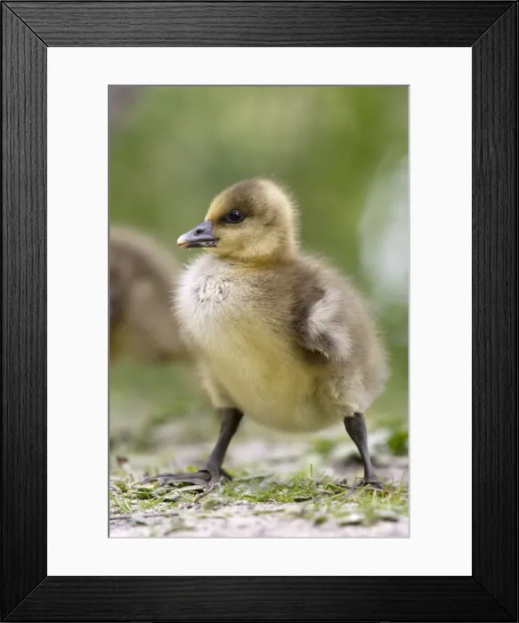 Framed Print : Grey Lag Goose young