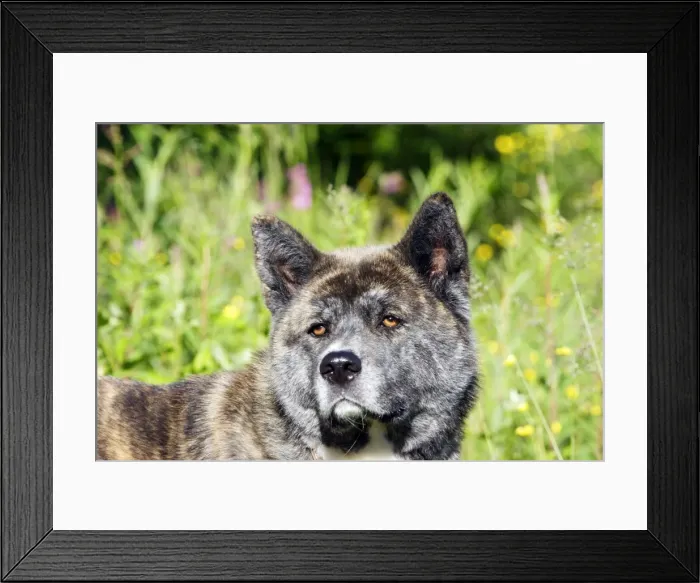 Framed Print : AKITA AMERICAIN. GREAT JAPANESE DOG Framed Print : AKITA AMERICAIN. GREAT JAPANESE DOG