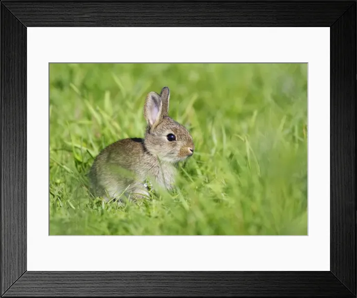Framed Print : Lapin de garenne. Rabbit. Oryctolagus cuniculus Framed Print : Lapin de garenne. Rabbit. Oryctolagus cuniculus