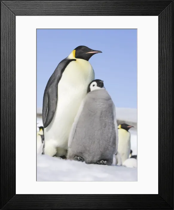 Framed Print : Emperor Penguin - Adult with young. Snow hill island Antarctica Framed Print : Emperor Penguin - Adult with young. Snow hill island Antarctica