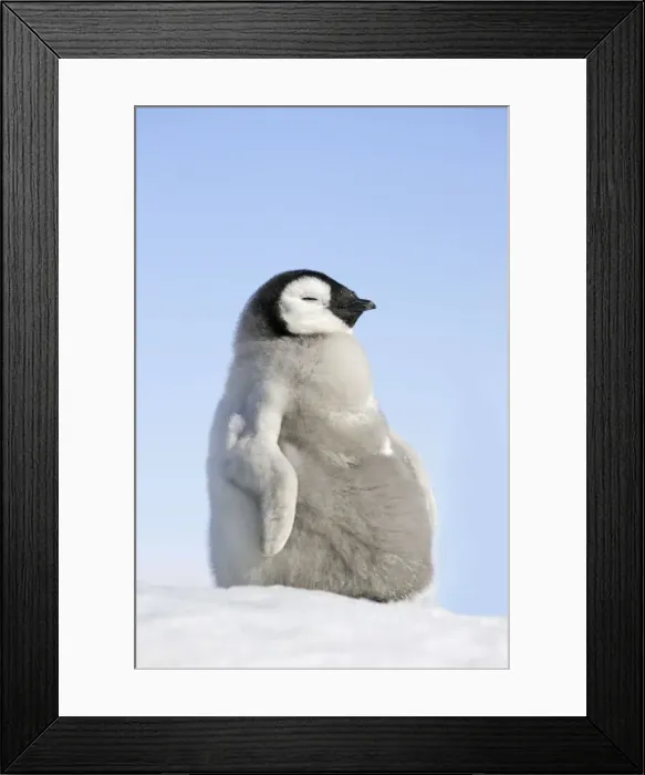 Framed Print : Emperor Penguin - Young. Snow hill island Antarctica Framed Print : Emperor Penguin - Young. Snow hill island Antarctica