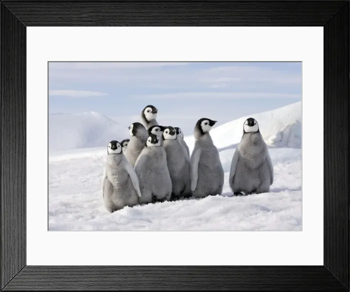 Framed Print : Emperor Penguins. Group of young standing together. Snow hill island Antarctica Framed Print : Emperor Penguins. Group of young standing together. Snow hill island Antarctica