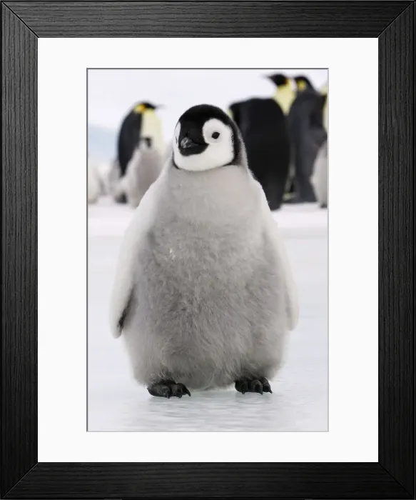 Framed Print : Emperor Penguin - Young. Snow hill island Antarctica Framed Print : Emperor Penguin - Young. Snow hill island Antarctica