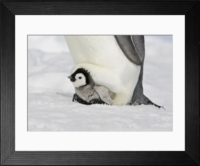 Framed Print : Emperor Penguin - With chick. Snow hill island. Antarctica Framed Print : Emperor Penguin - With chick. Snow hill island. Antarctica