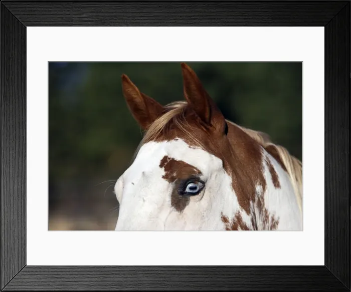 Framed Print : cheval de la race Quarter horse et / ou Paint des USA Framed Print : cheval de la race Quarter horse et / ou Paint des USA