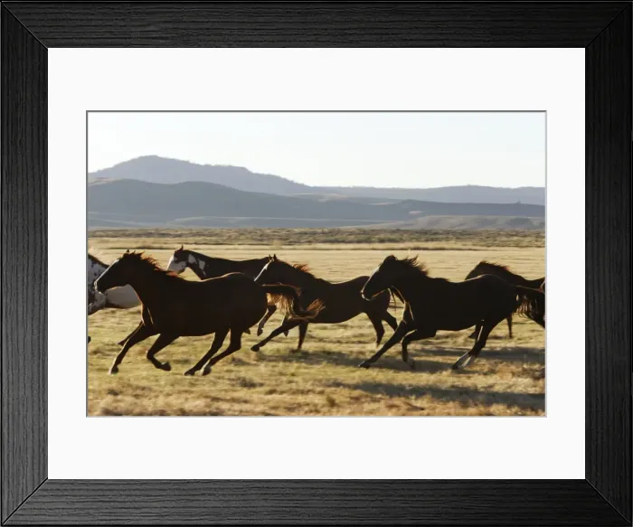 Framed Print : cheval de la race Quarter horse et / ou Paint des USA Framed Print : cheval de la race Quarter horse et / ou Paint des USA