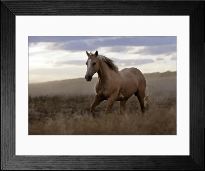 Framed Print : cheval de la race Quarter horse et / ou Paint des USA Framed Print : cheval de la race Quarter horse et / ou Paint des USA
