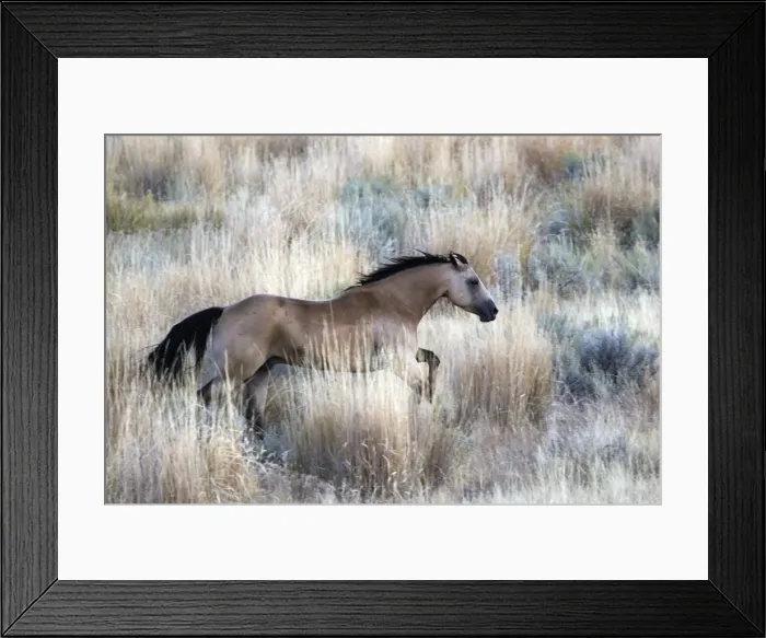 Framed Print : cheval de la race Quarter horse et / ou Paint des USA Framed Print : cheval de la race Quarter horse et / ou Paint des USA