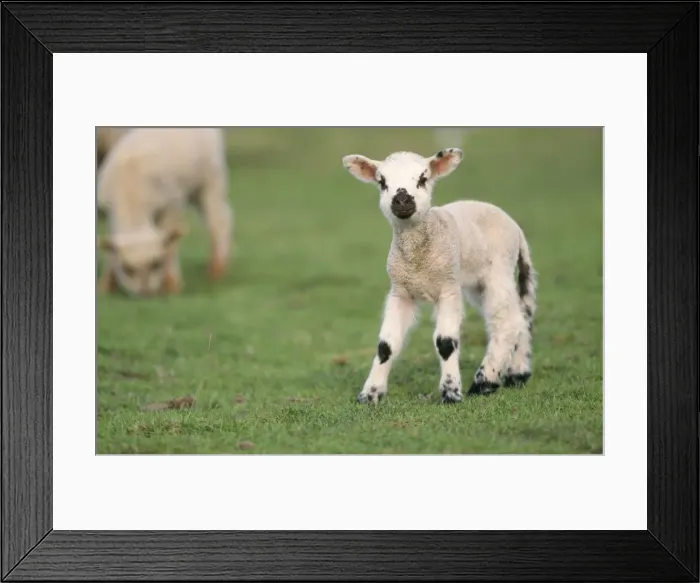Framed Print : Sheep - Lamb Framed Print : Sheep - Lamb