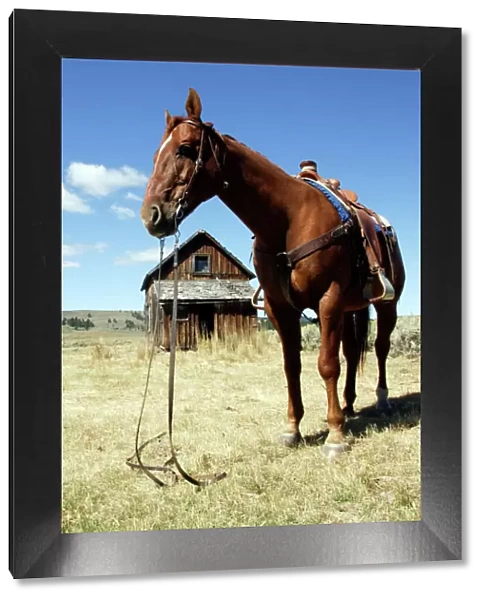 Quarter  /  Paint Horse - saddled up. Ponderosa Ranch - Seneca - Oregon - USA