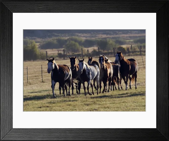 Framed Print : cheval de la race Quarter horse et / ou Paint des USA Framed Print : cheval de la race Quarter horse et / ou Paint des USA