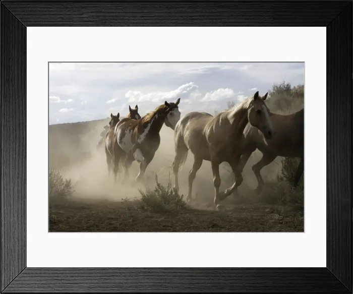 Framed Print : cheval de la race Quarter horse et / ou Paint des USA Framed Print : cheval de la race Quarter horse et / ou Paint des USA