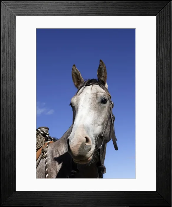 Framed Print : cheval de la race Quarter horse et / ou Paint des USA Framed Print : cheval de la race Quarter horse et / ou Paint des USA