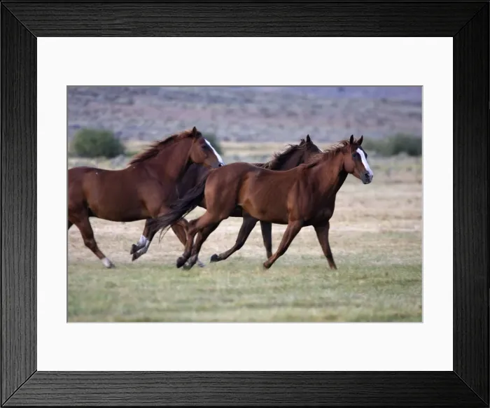 Framed Print : cheval de la race Quarter horse et / ou Paint des USA