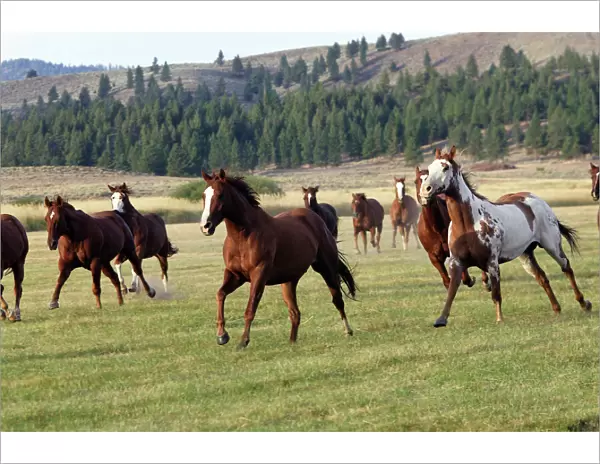 Quarter  /  Paint Horses - running. Ponderosa Ranch - Seneca - Oregon - USA