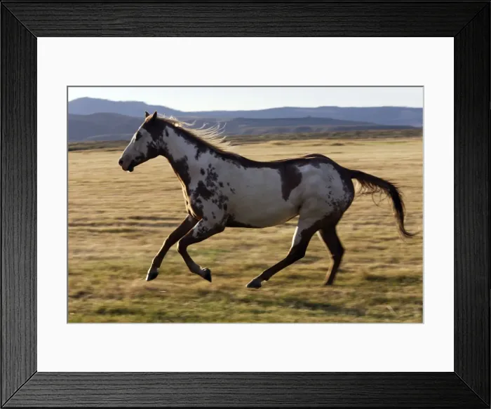 Framed Print : cheval de la race Quarter horse et / ou Paint des USA Framed Print : cheval de la race Quarter horse et / ou Paint des USA