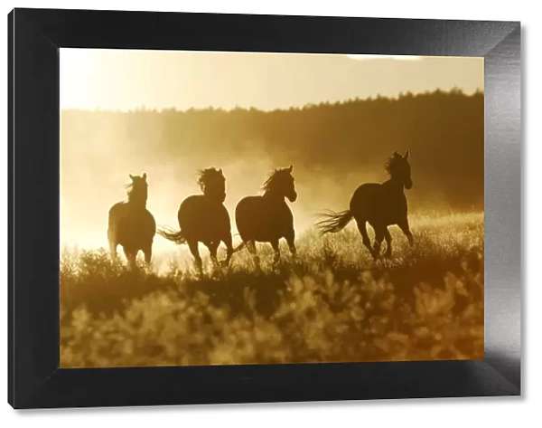 American Quarter  /  Paint Horses - running. Ponderosa Ranch - Seneca - Oregon - USA