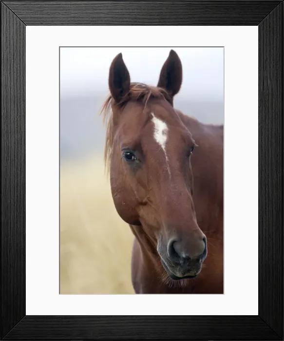 Framed Print : cheval de la race Quarter horse et / ou Paint des USA Framed Print : cheval de la race Quarter horse et / ou Paint des USA