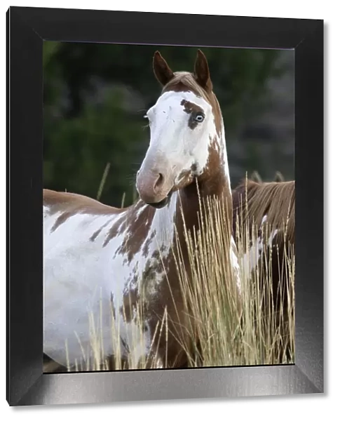 American Quarter  /  Paint Horse. Ponderosa Ranch - Seneca - Oregon - USA