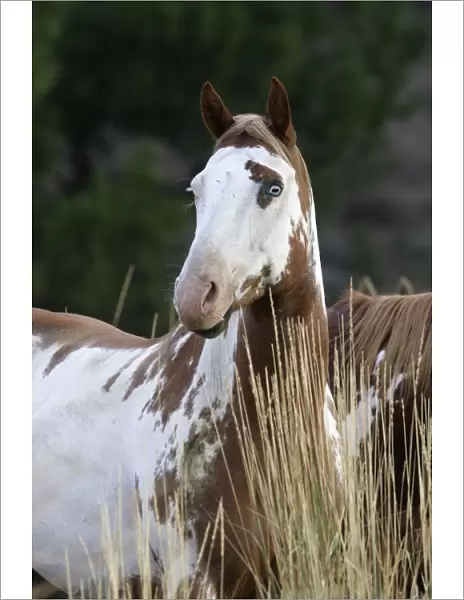 American Quarter  /  Paint Horse. Ponderosa Ranch - Seneca - Oregon - USA