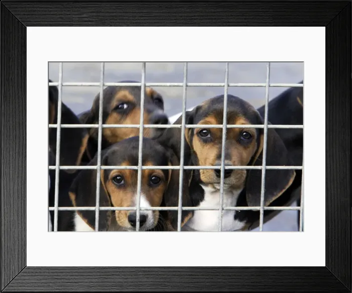 Framed Print : Basset Hound - puppies behind wire Framed Print : Basset Hound - puppies behind wire