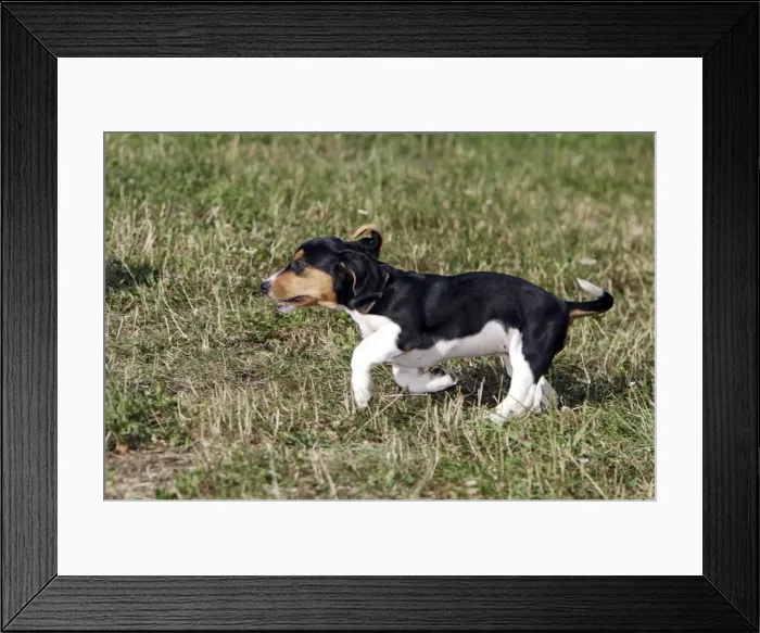 Framed Print : Basset Hound - puppies running Framed Print : Basset Hound - puppies running
