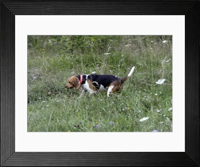 Framed Print : Beagle - hunting the wild boar. France Framed Print : Beagle - hunting the wild boar. France